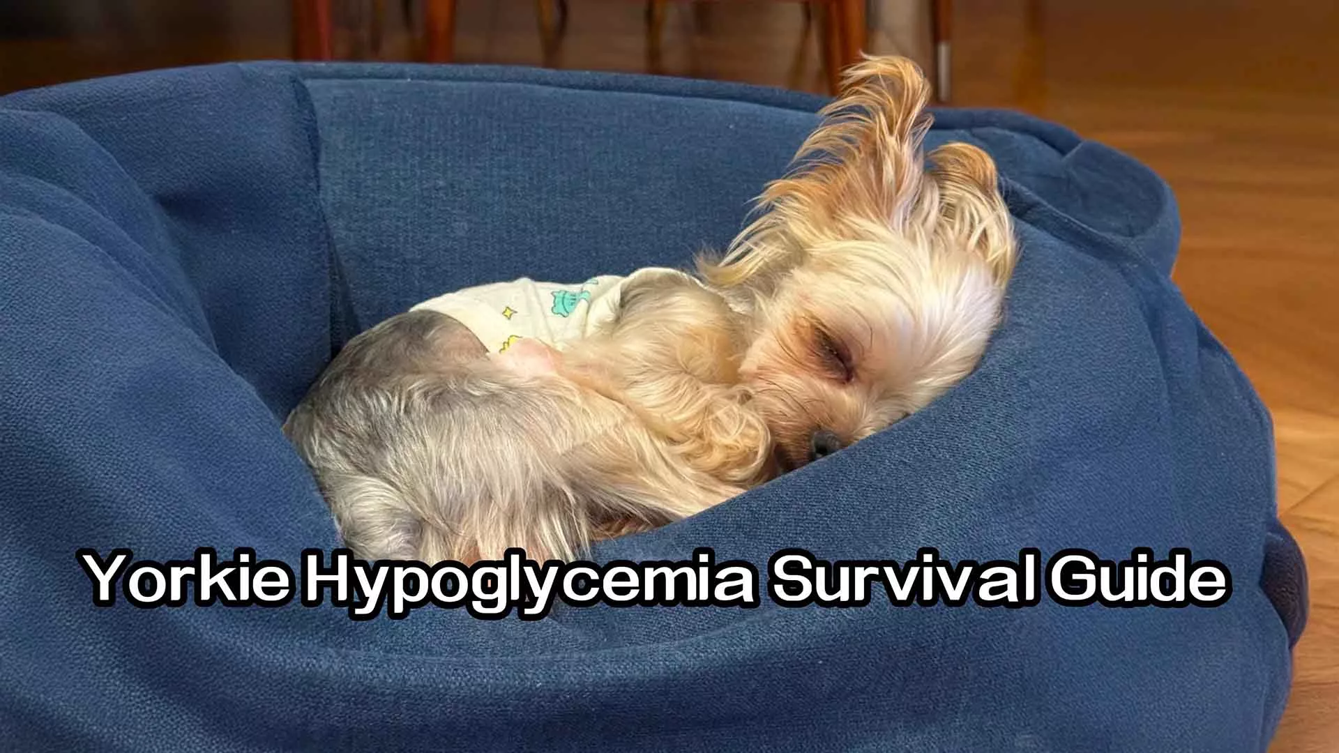 Yorkie Hypoglycemia Survival Guide