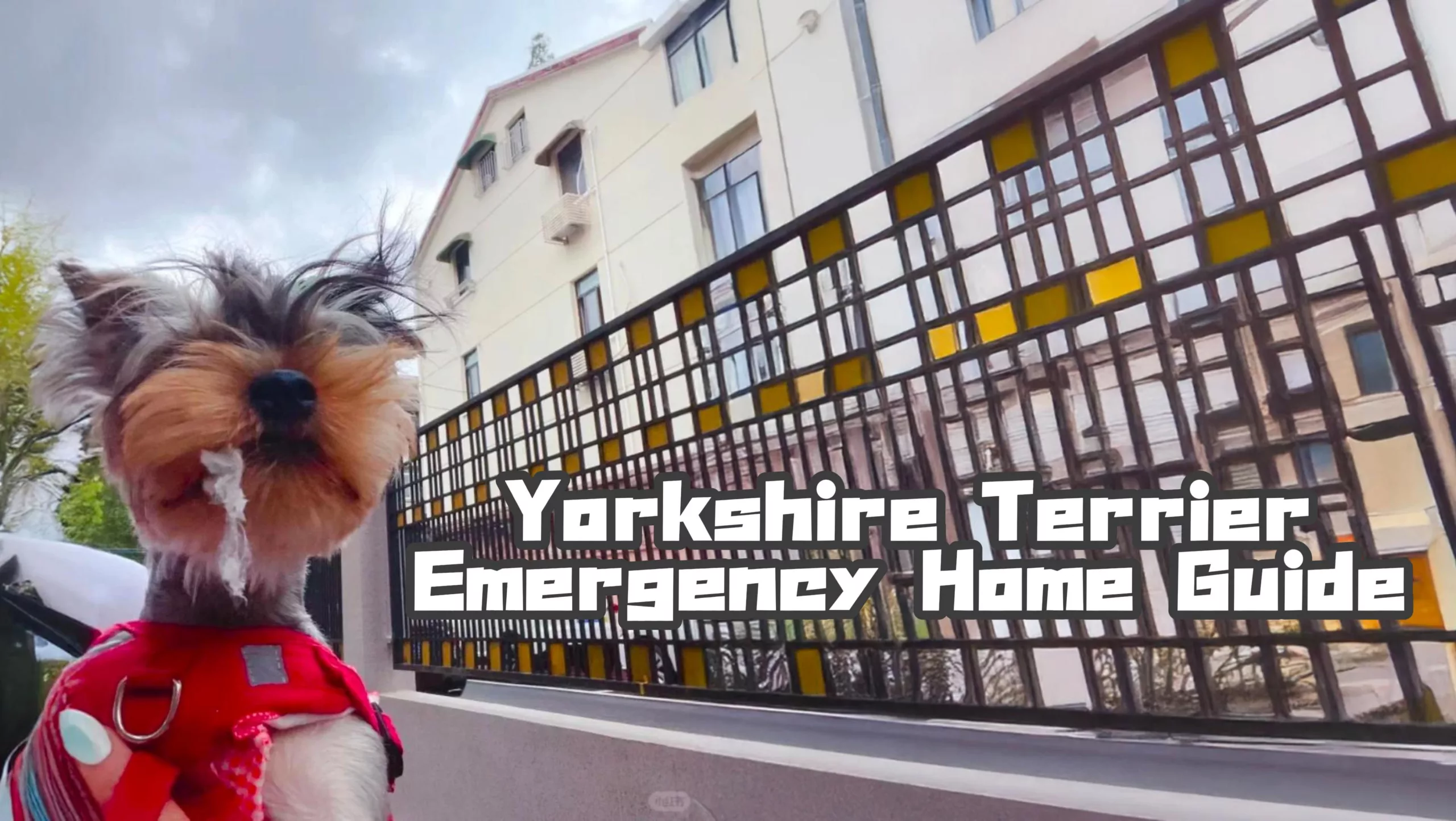 Yorkshire Terrier Emergency Home Guide
