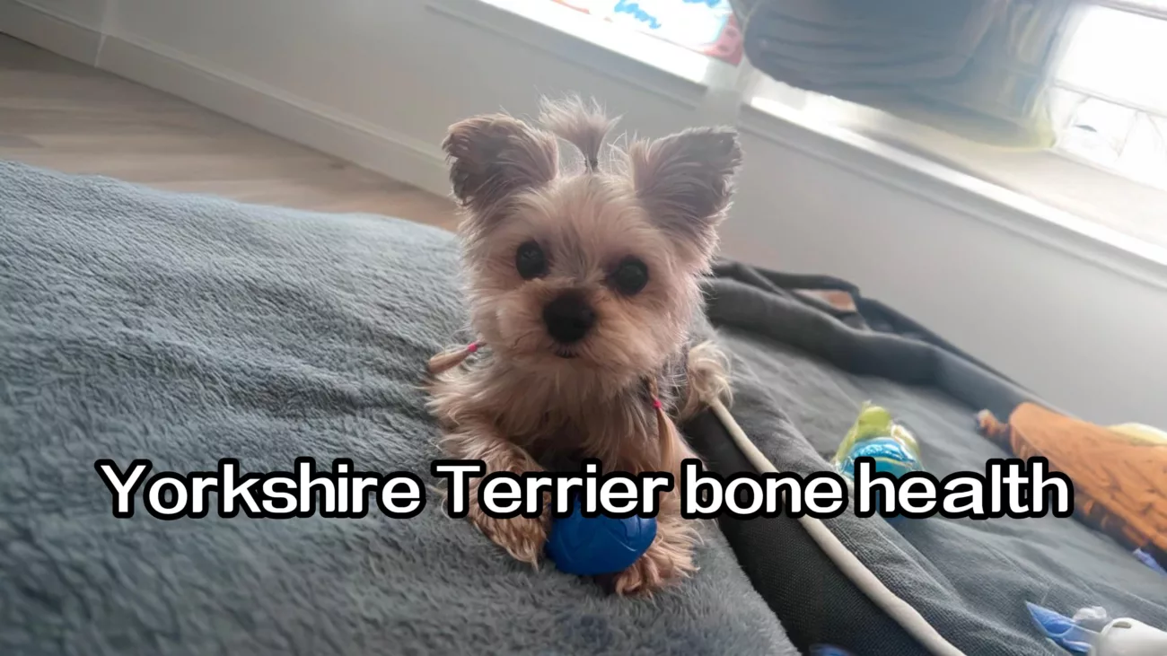 Yorkshire Terriers’ Fatal Weakness! A Mistake 99% of New Owners Make