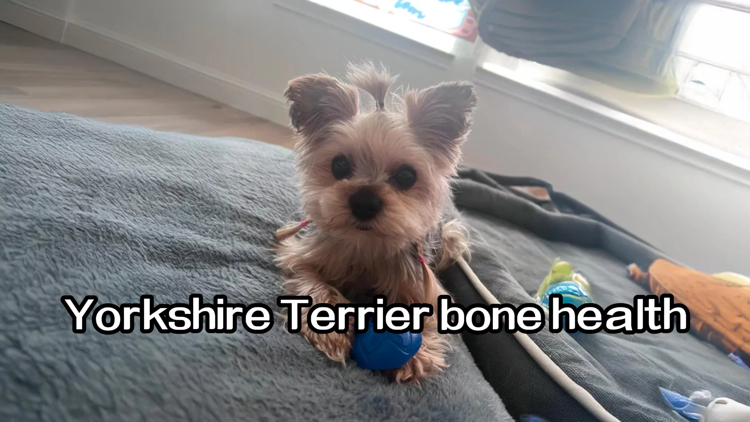 Yorkshire Terriers’ Fatal Weakness! A Mistake 99% of New Owners Make