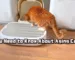 You Need to Know About Aging Cats
