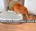 You Need to Know About Aging Cats
