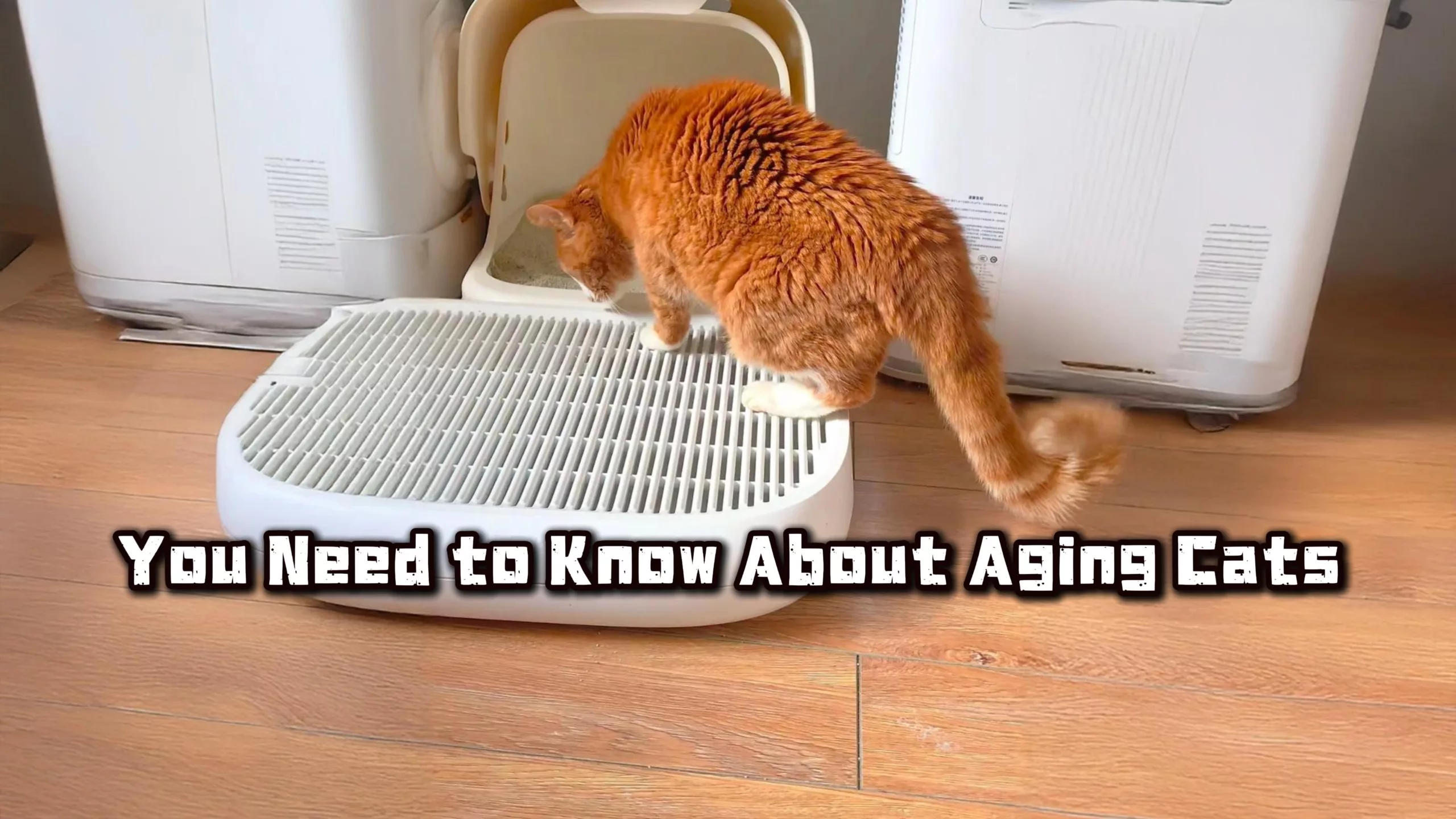 You Need to Know About Aging Cats