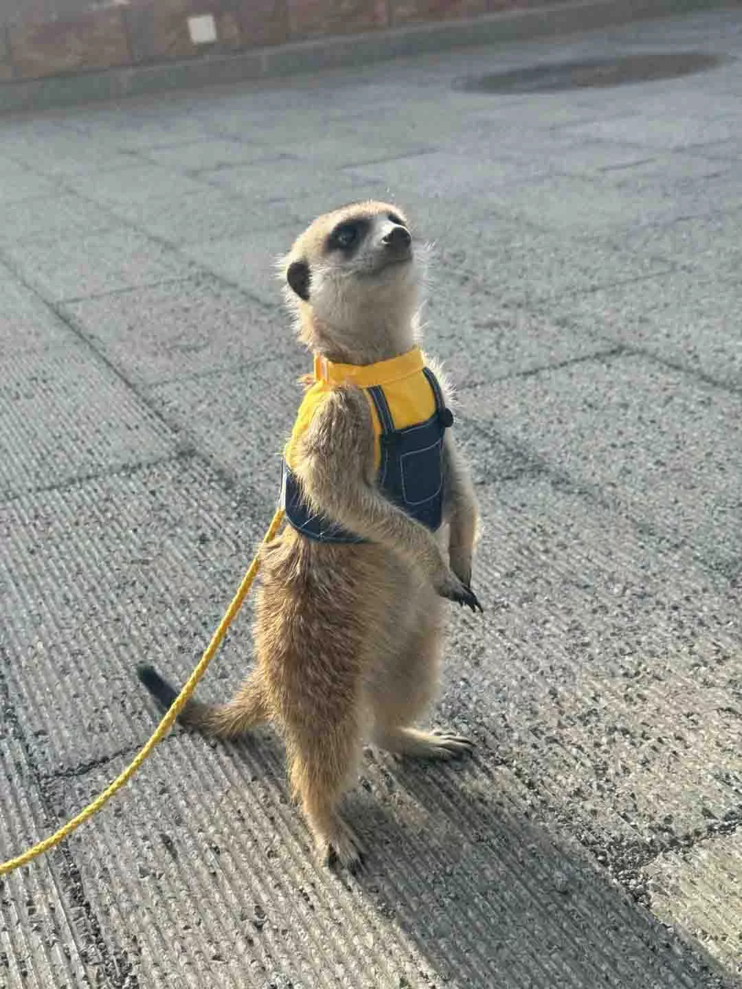 Meerkats as Pets: Pros, Cons & Essential Care Tips