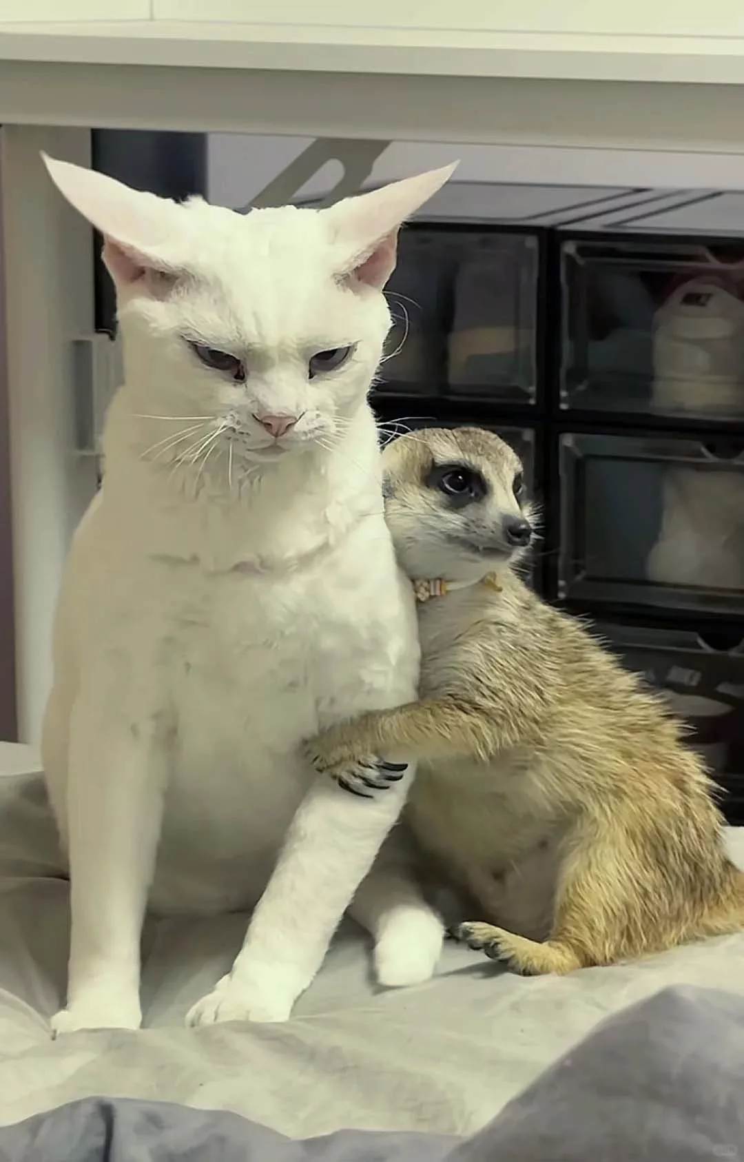 Meerkats as Pets: Pros, Cons & Essential Care Tips