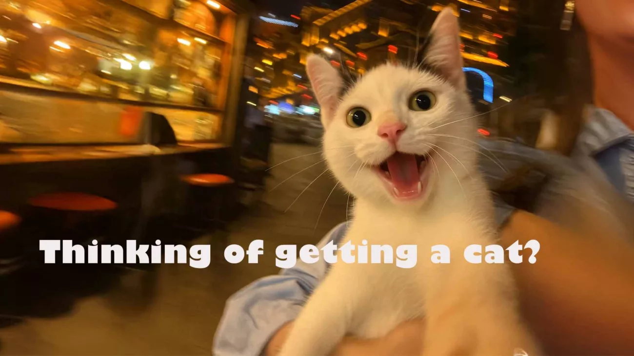 Adopting a cat guide for first-time owners