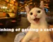 Adopting a cat guide for first-time owners