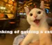 Adopting a cat guide for first-time owners
