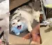 Why Do Cats Vomit When They Hear the Sound of a Comb Sliding?