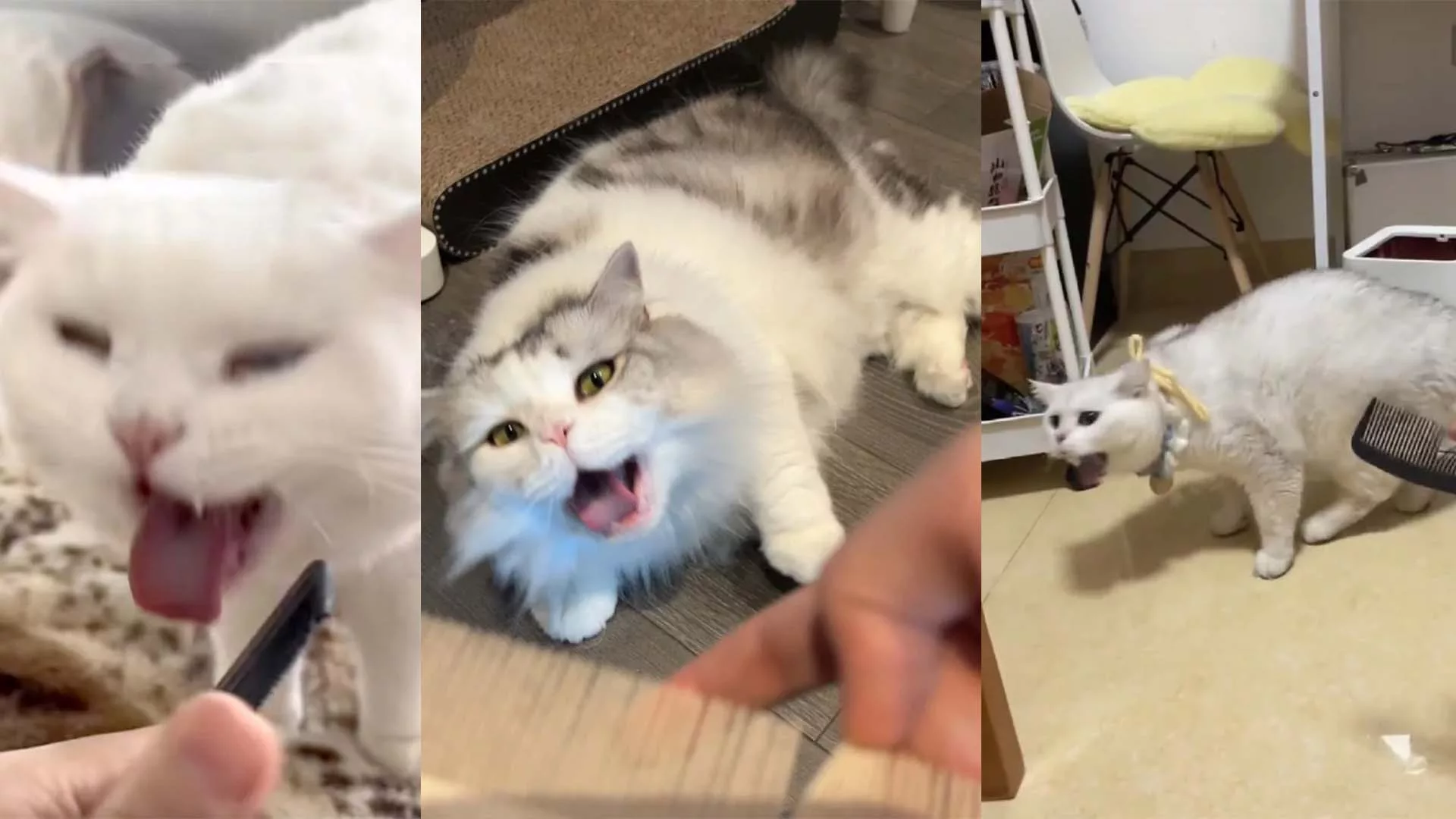 Why Do Cats Vomit When They Hear the Sound of a Comb Sliding?