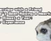 Interview with a Friend Who’s Been Raising a Meerkat for Almost a Year: Her Experience