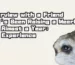 Interview with a Friend Who’s Been Raising a Meerkat for Almost a Year: Her Experience
