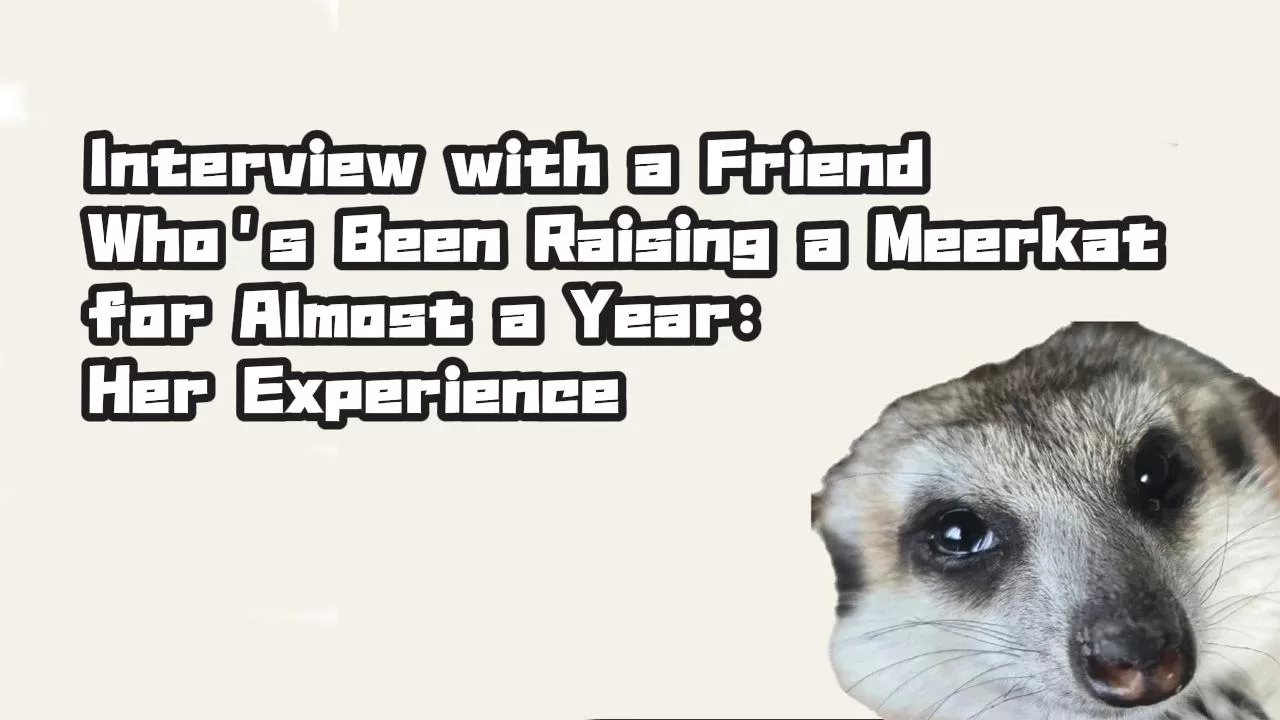 Interview with a Friend Who’s Been Raising a Meerkat for Almost a Year: Her Experience